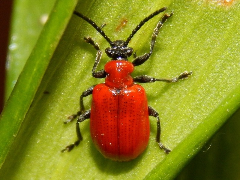 Lilioceris lilii ? S, Chrysomelidae.